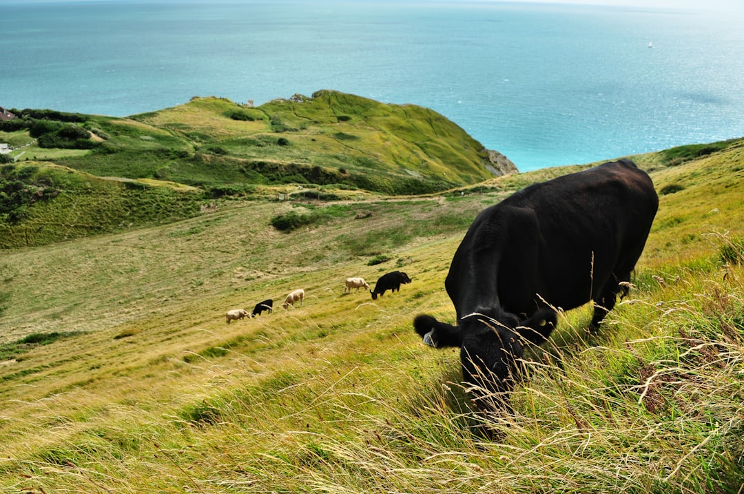 Moo-velous Mabel and Bessie: Tales of Two Beloved Cows